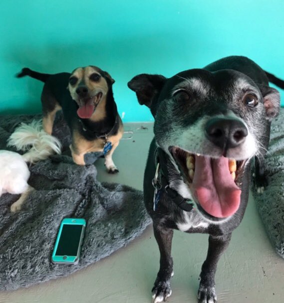 Two happy dogs