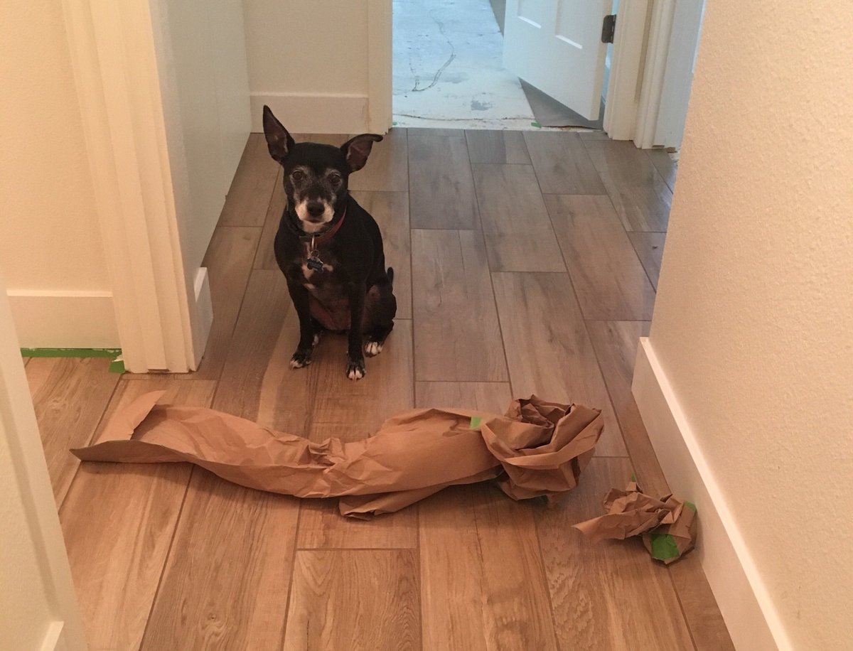 A closeup of the dog and the crumpled paper.