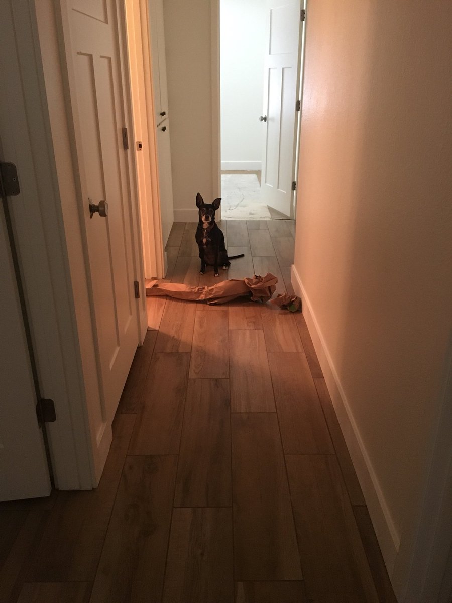 A hallway with a dog sitting at one end behind a long piece of crumpled butcher paper.