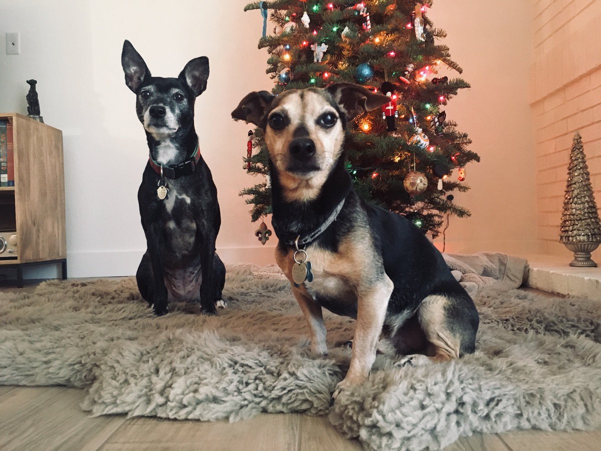 Two pups by a Christmas tree looking unamused.