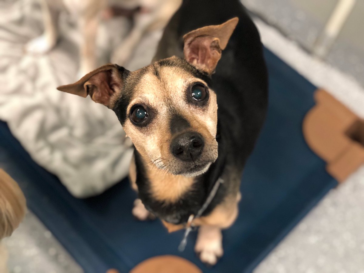 A small black and brown pup, a miniature pinscher and dachshund mix.