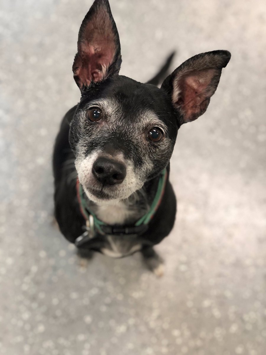 A big-eared black and white pup, a whippet and rat terrier mix.