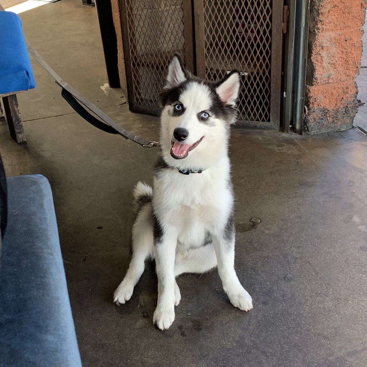 A white and black dog sitting and smiling.