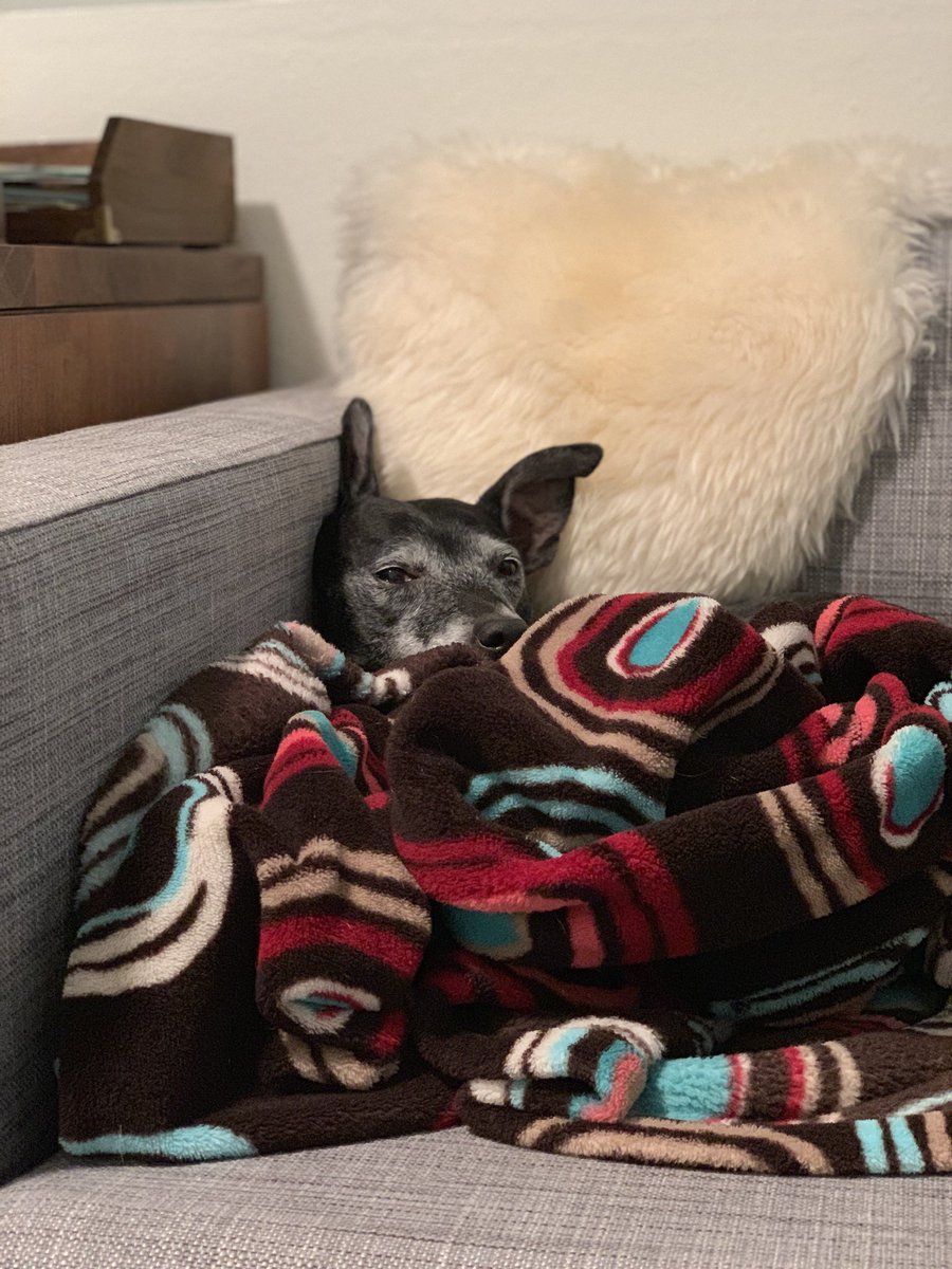 A pup nestled under a blanket on an armchair.