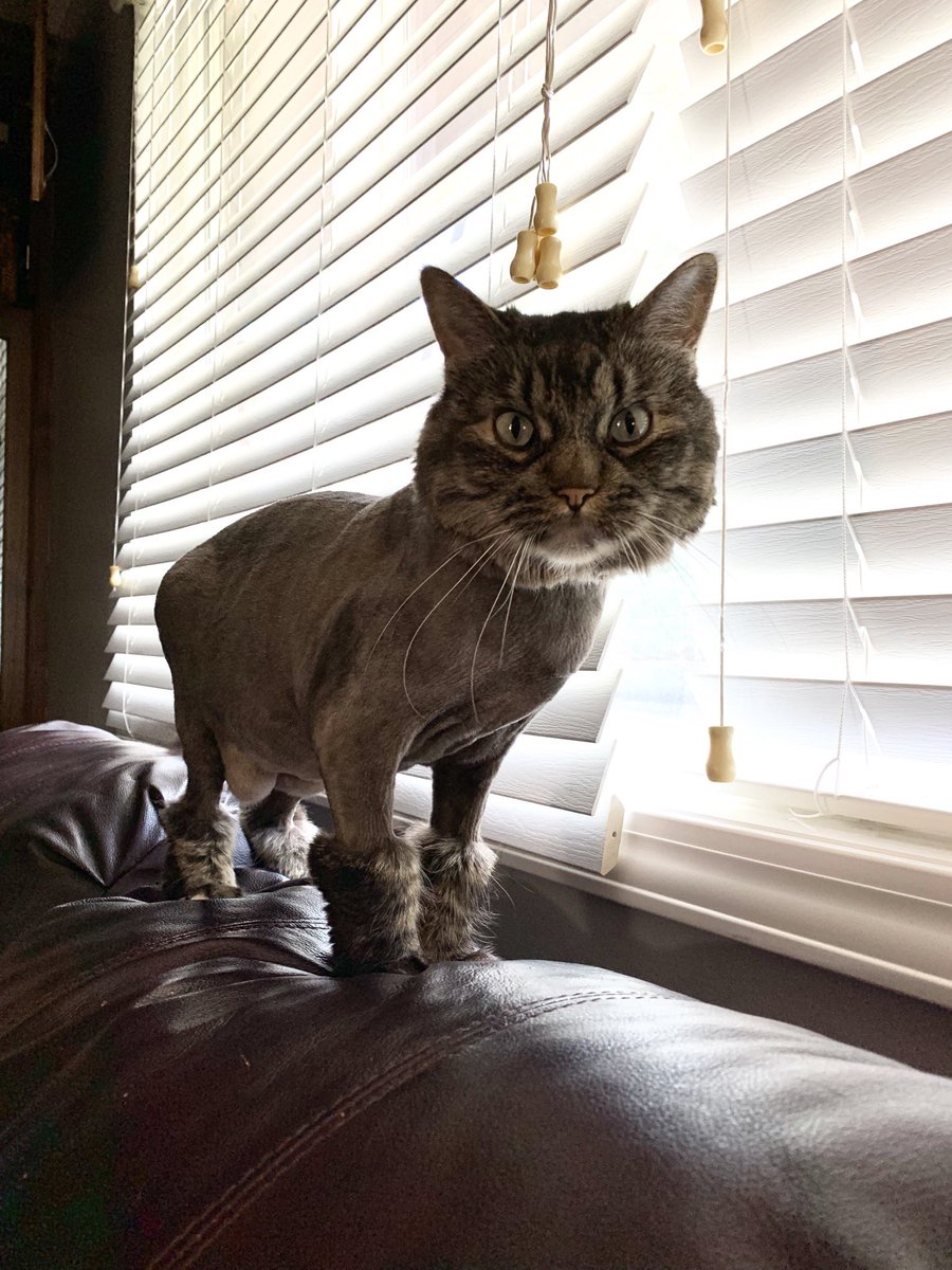 A cat whose body is shaved, but its lower legs are fluffy and glorious.