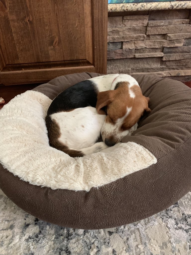 A little Beagle curled up in a bed. So precious.