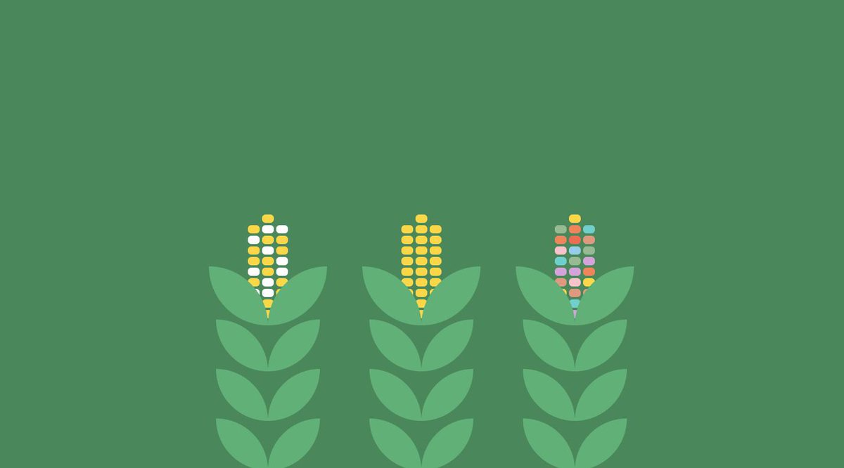 Three stalks of corn: one yellow, one white and yellow, and one multicolored.