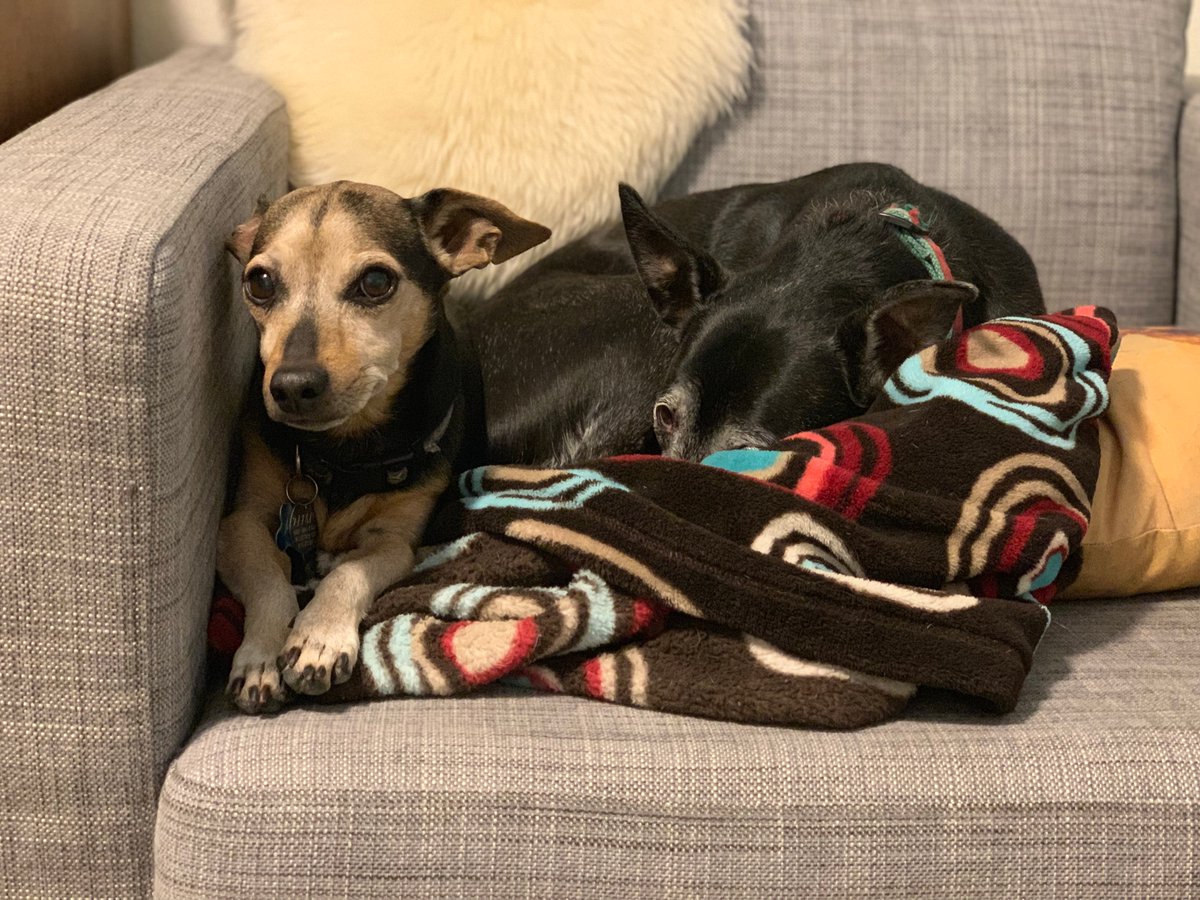 Two pups cuddled on an armchair.