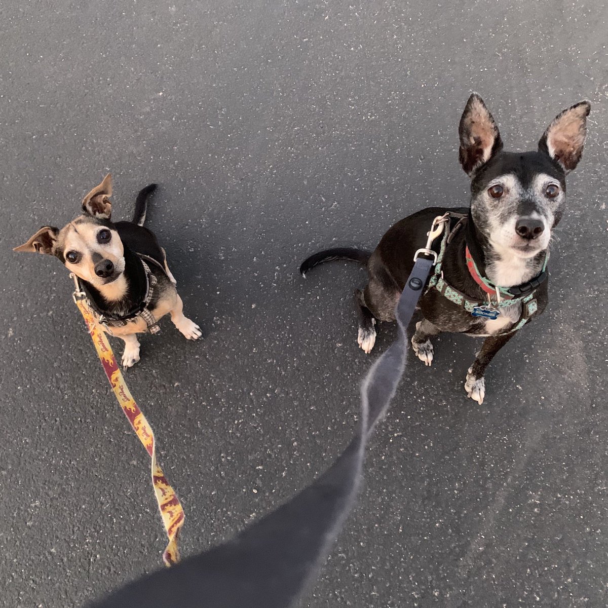 Two pups on leashes.