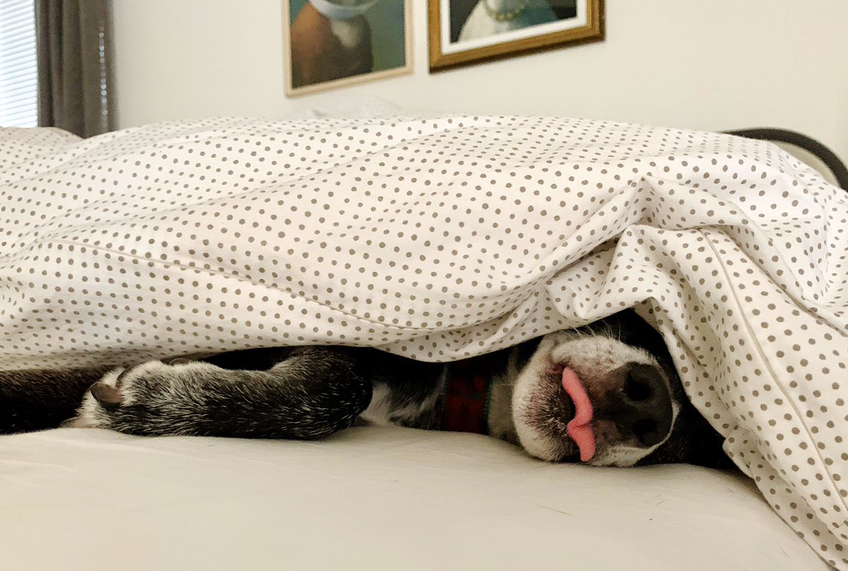 A dog sleeping under blankets with her tongue sticking out.