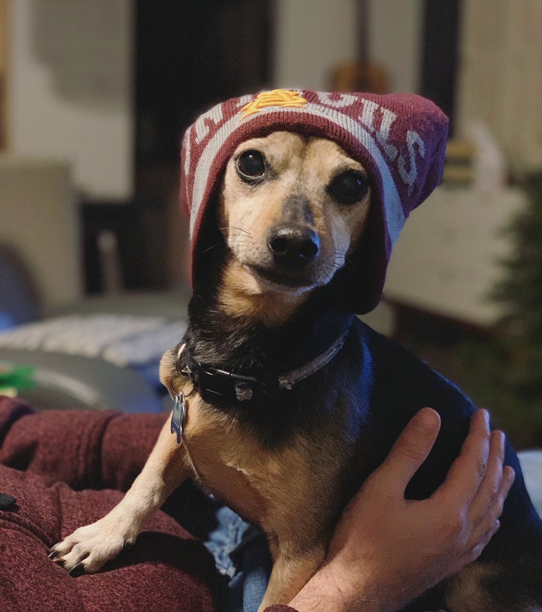 A tiny dog wearing a human-sized beanie.