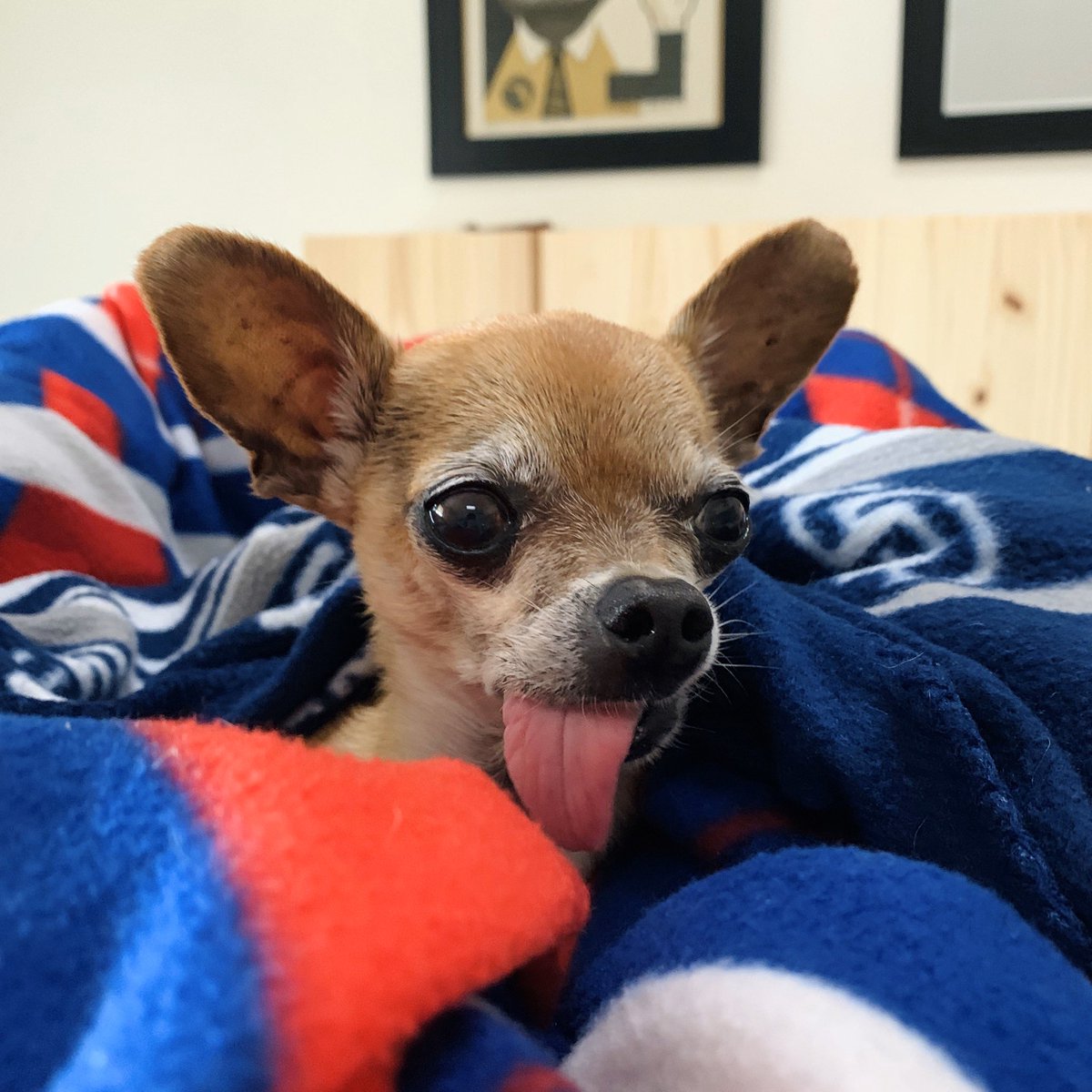 A tiny chihuahua with his tongue hanging out.