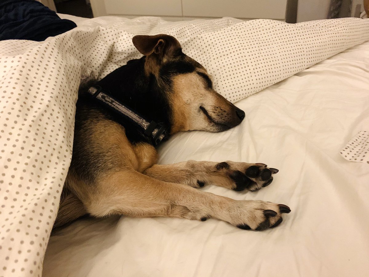 Small dog sleeping tucked under the covers.