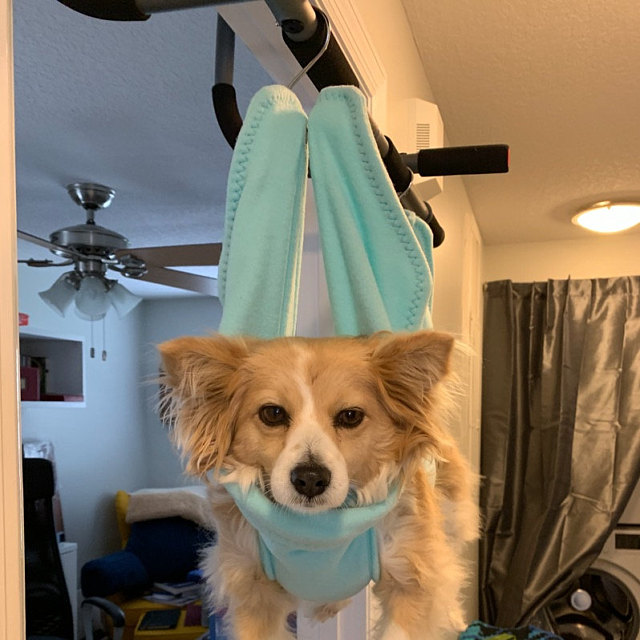 A dog looks unimpressed as he dangles from a workout bar.