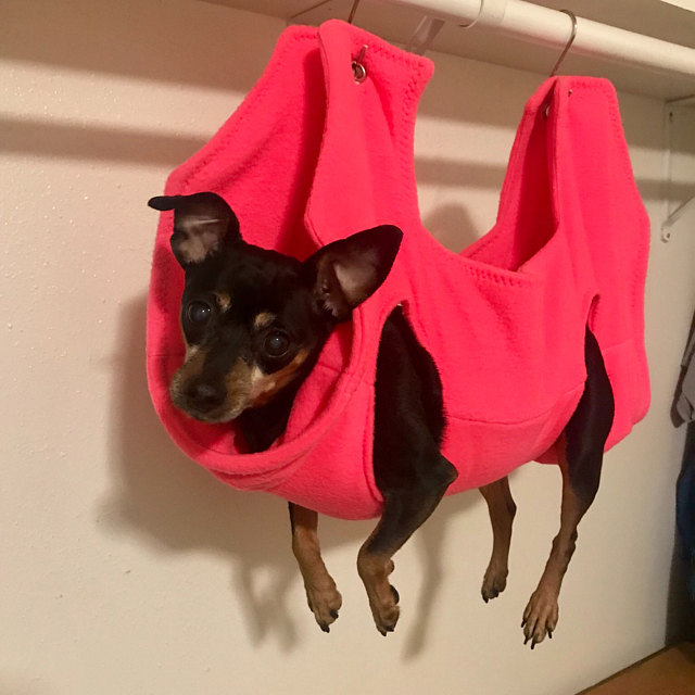 A tiny dog’s legs dangle from a hammock as he dangles from a closet rod.