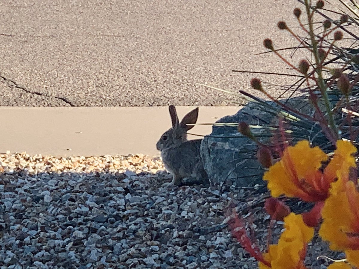 Desert landscaping with a little wild bunny sitting in the shade of a rock.