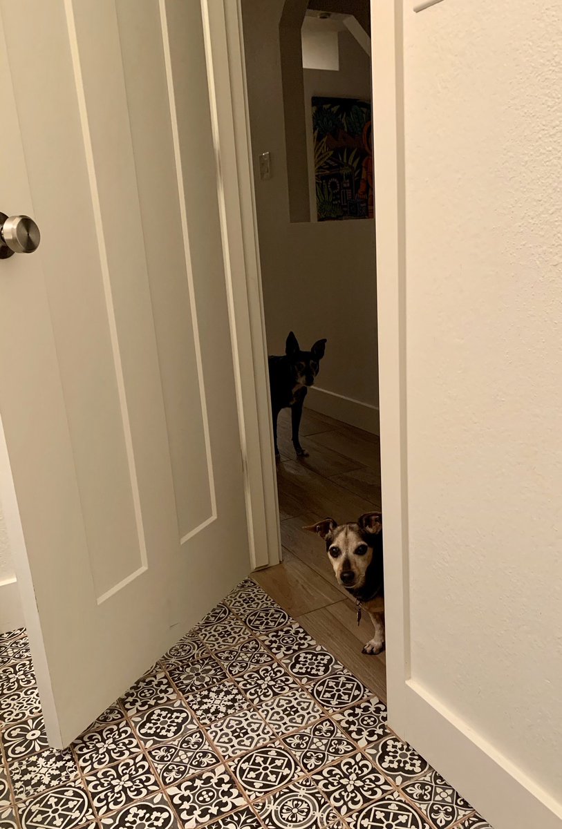 From inside a bathroom, two dogs wait in the hallway peering in.