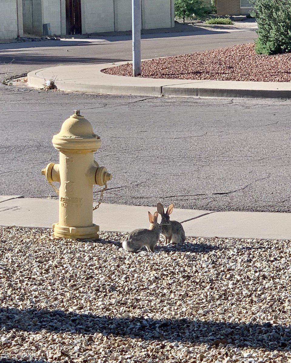 Two bunnies!