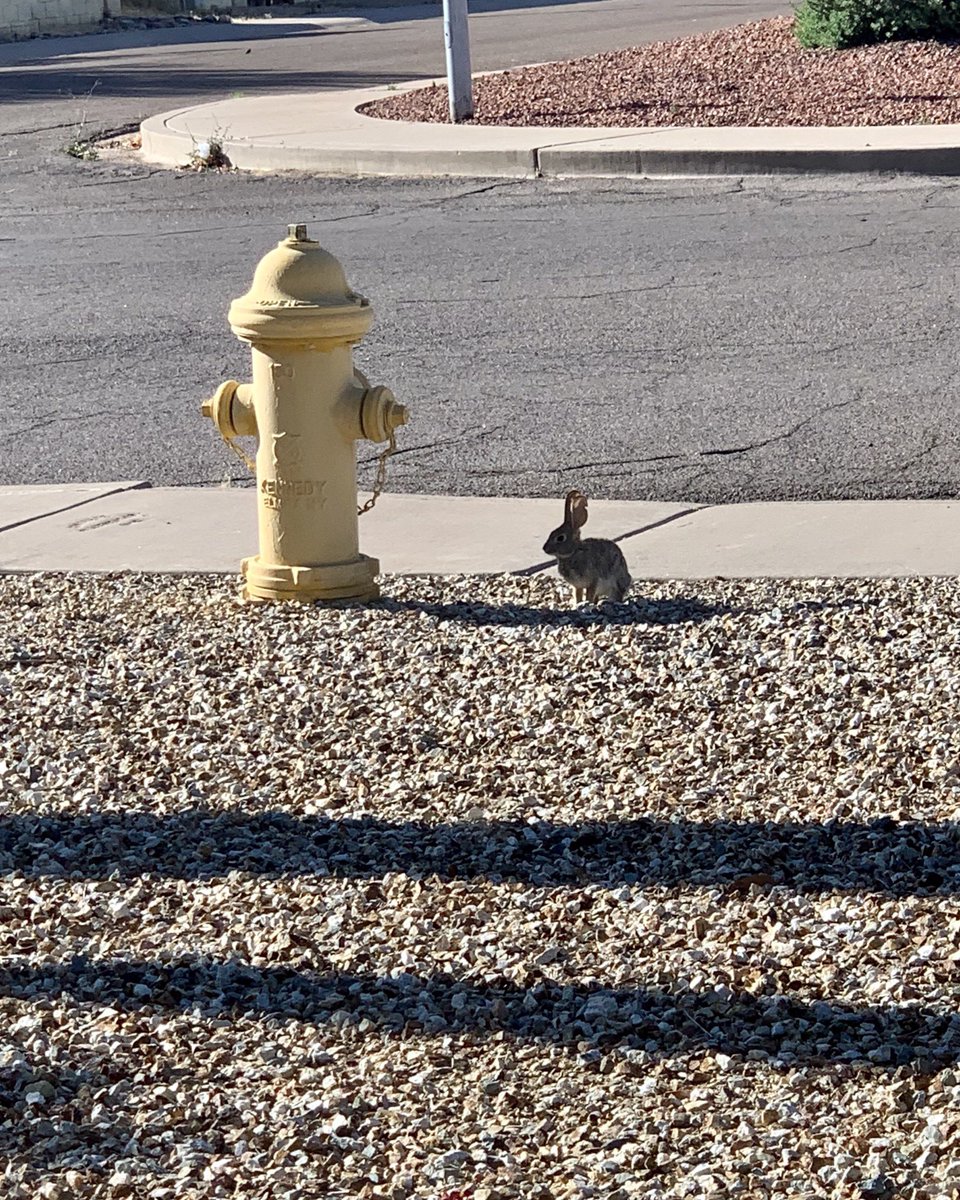 Tiny bunny sitting in the shadow of a fire hydrant.