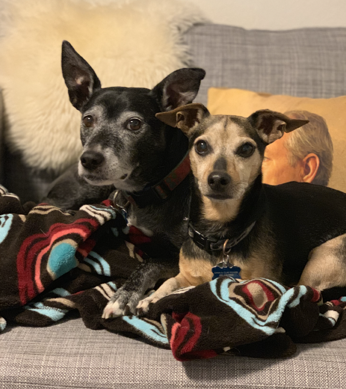 Two dogs on a chair: a whippet/rat terrier mix and a dachshund/min pin mix.