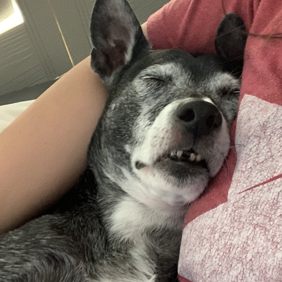 Dog sleeps with mouth slightly open, showing a small row of teeth with one tooth missing.