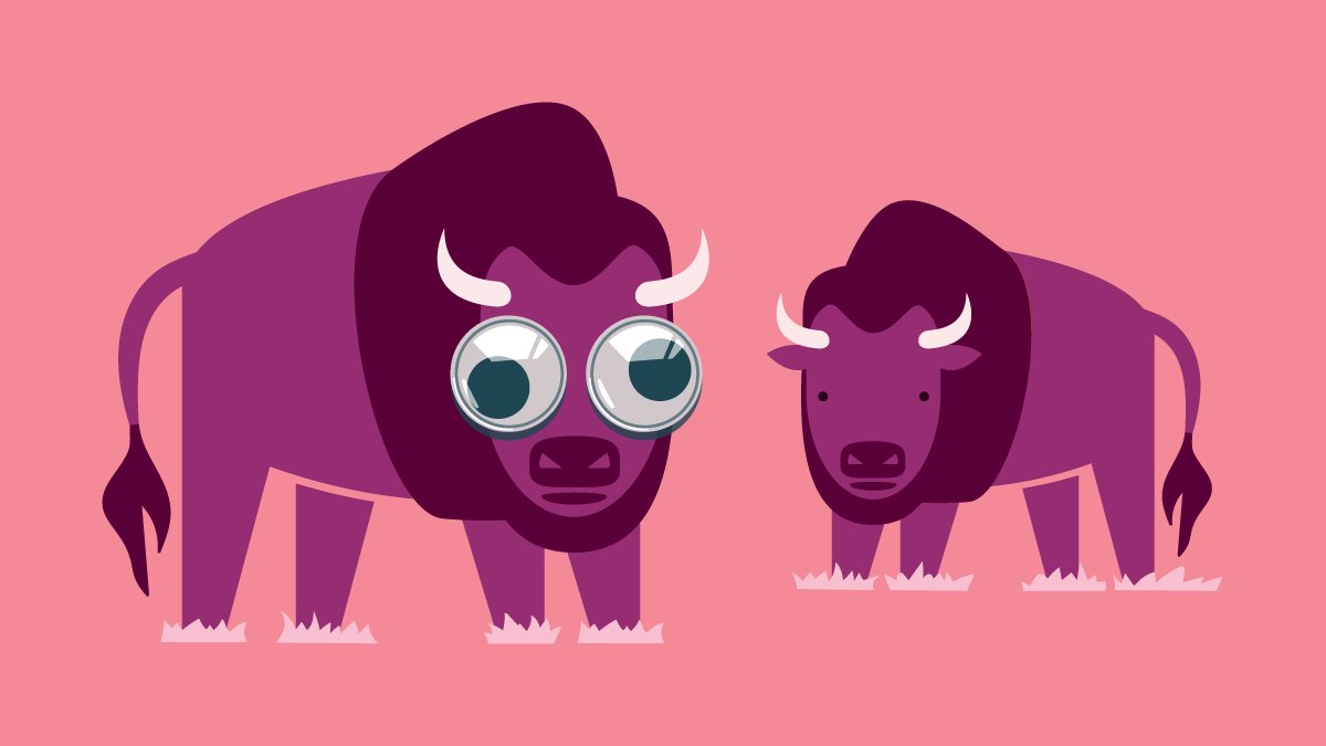 Two buffalo in some grass, one wearing giant plastic googly eyes.