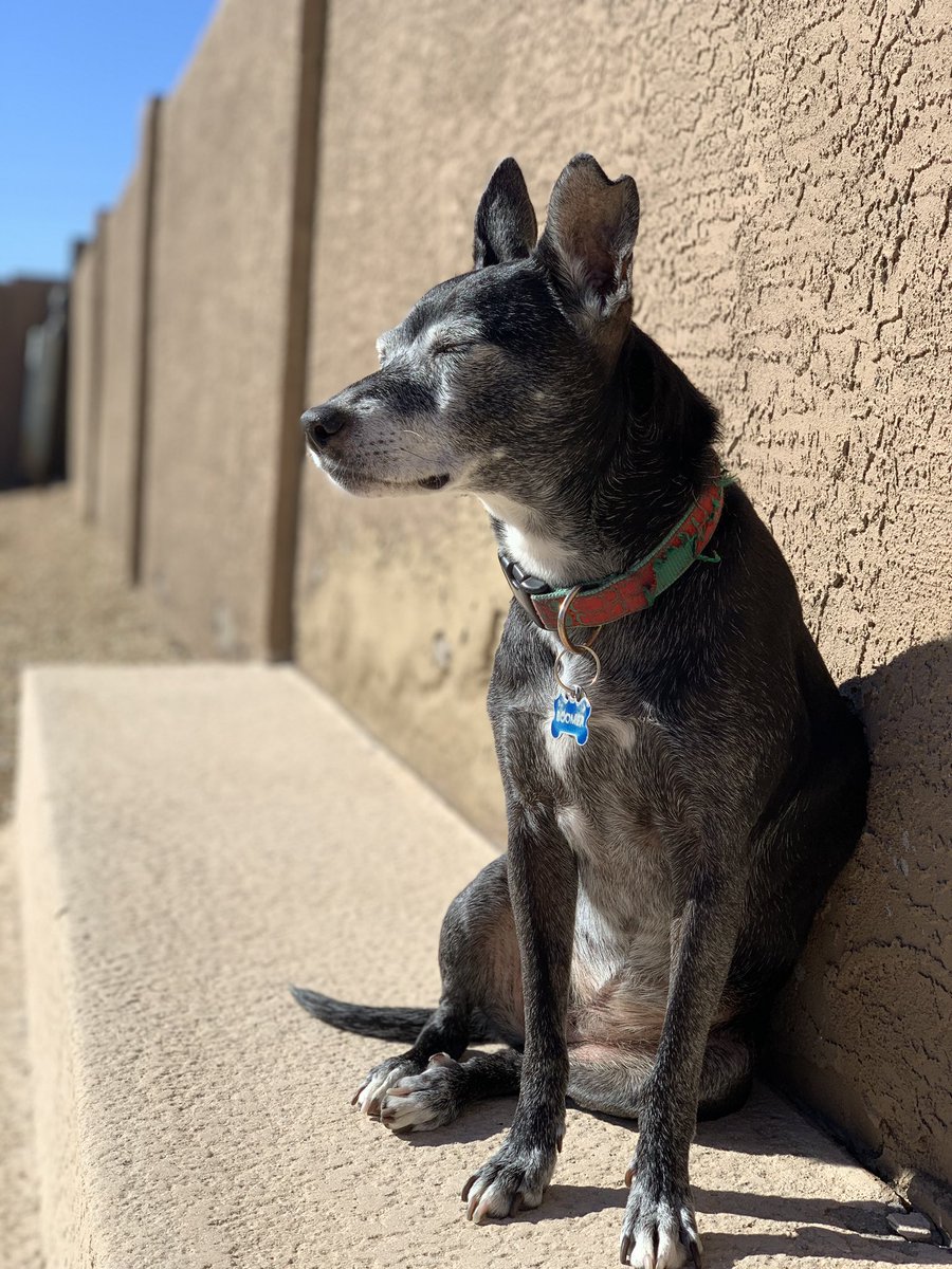 Pup sitting against a wall outside, basking in the sunlight.