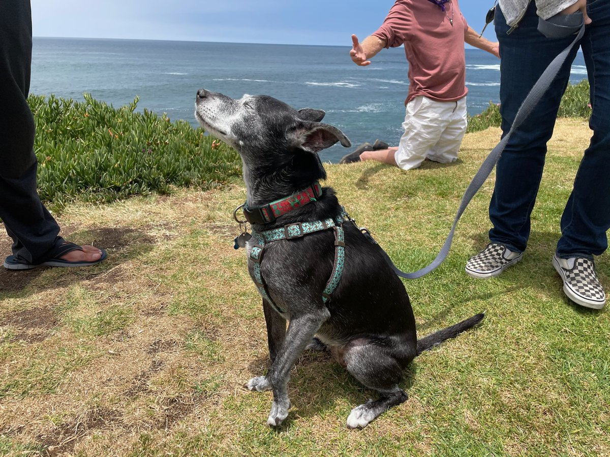 A small dog sitting in the grass with the ocean behind, her eyes closed enjoying the breeze.