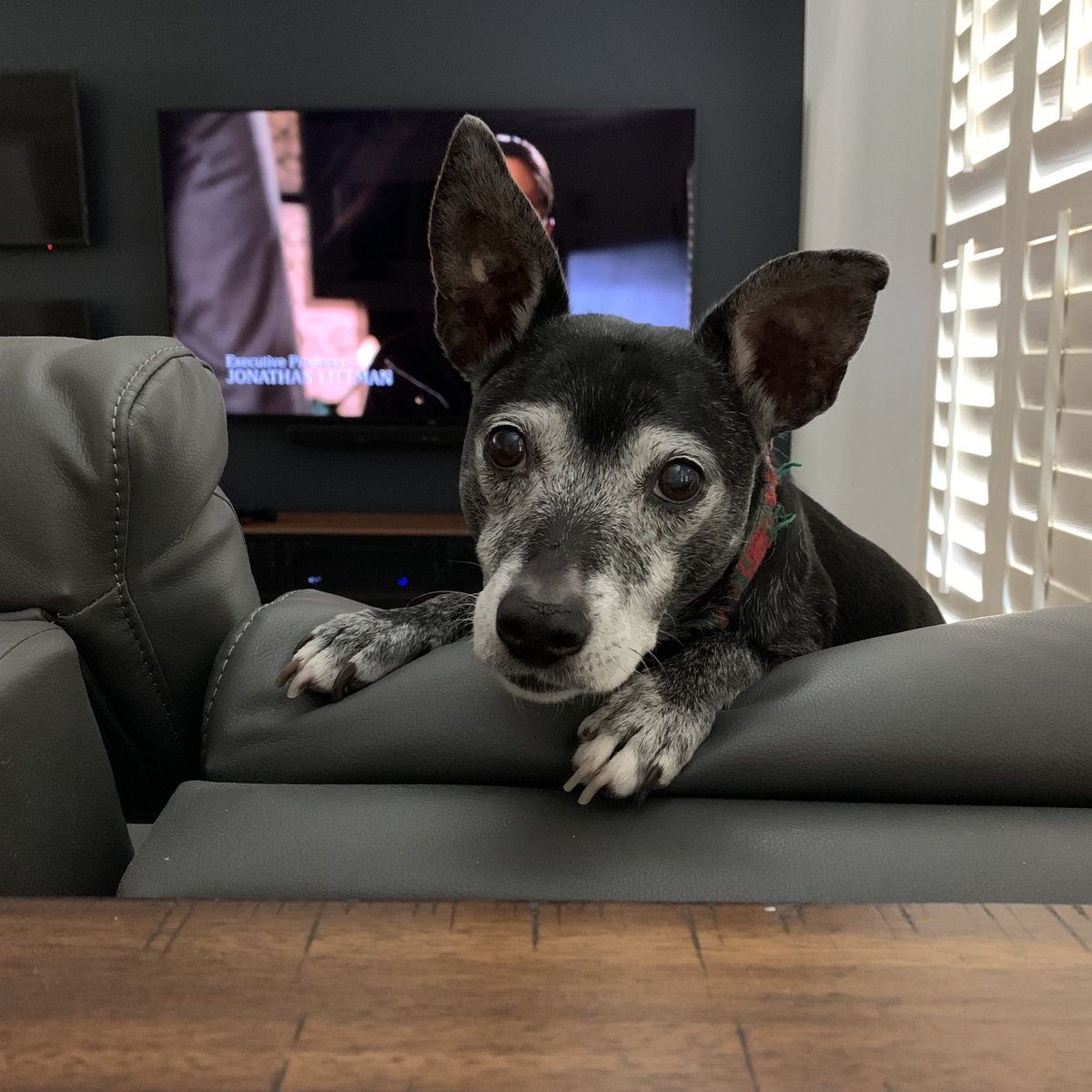 A dog’s adorable face and huge ears are blocking the view of the tv.