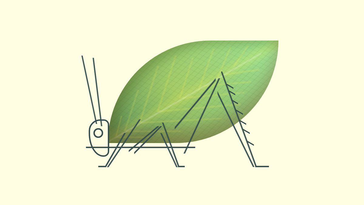 an illustration of a katydid (leaf bug) with body that looks like a green leaf and head + legs in minimal line drawing style