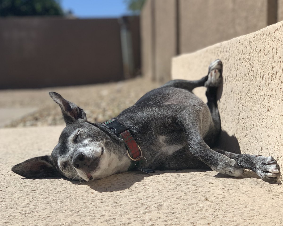 a small black dog lounging in the sun with her legs propped against the wall