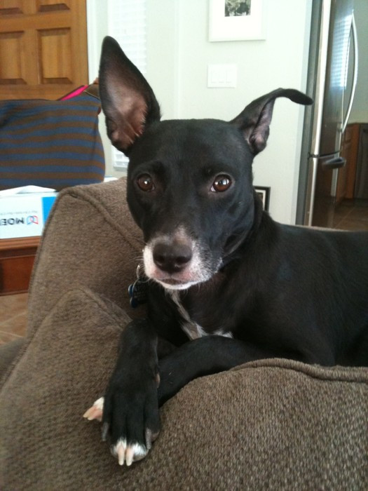 dog sitting with front paws crossed