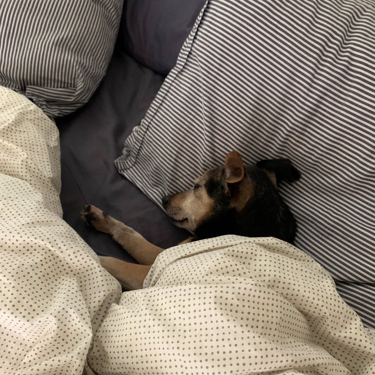 A small brown and black dog tucked under a blanket with his head on a pillow.