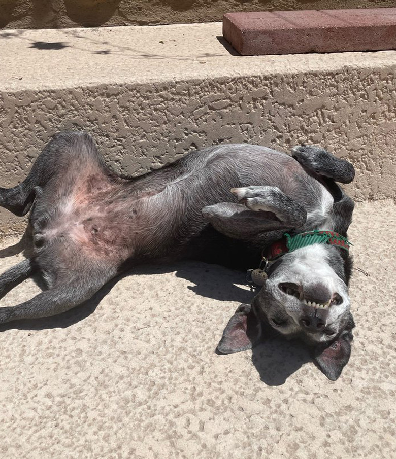 a dog laying on her back, sunning her belly with a big toothy grin