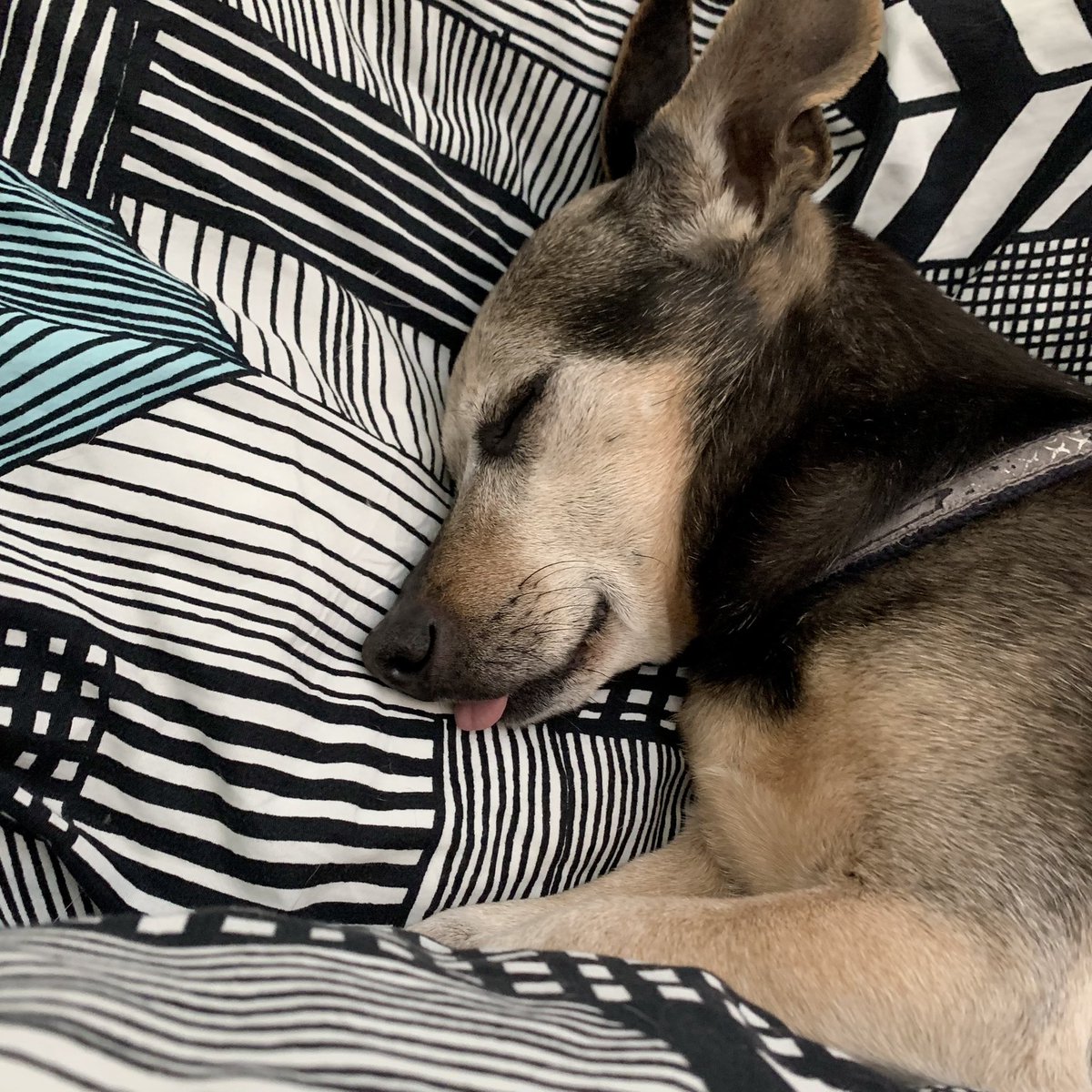 a little dog asleep with his tongue sticking out