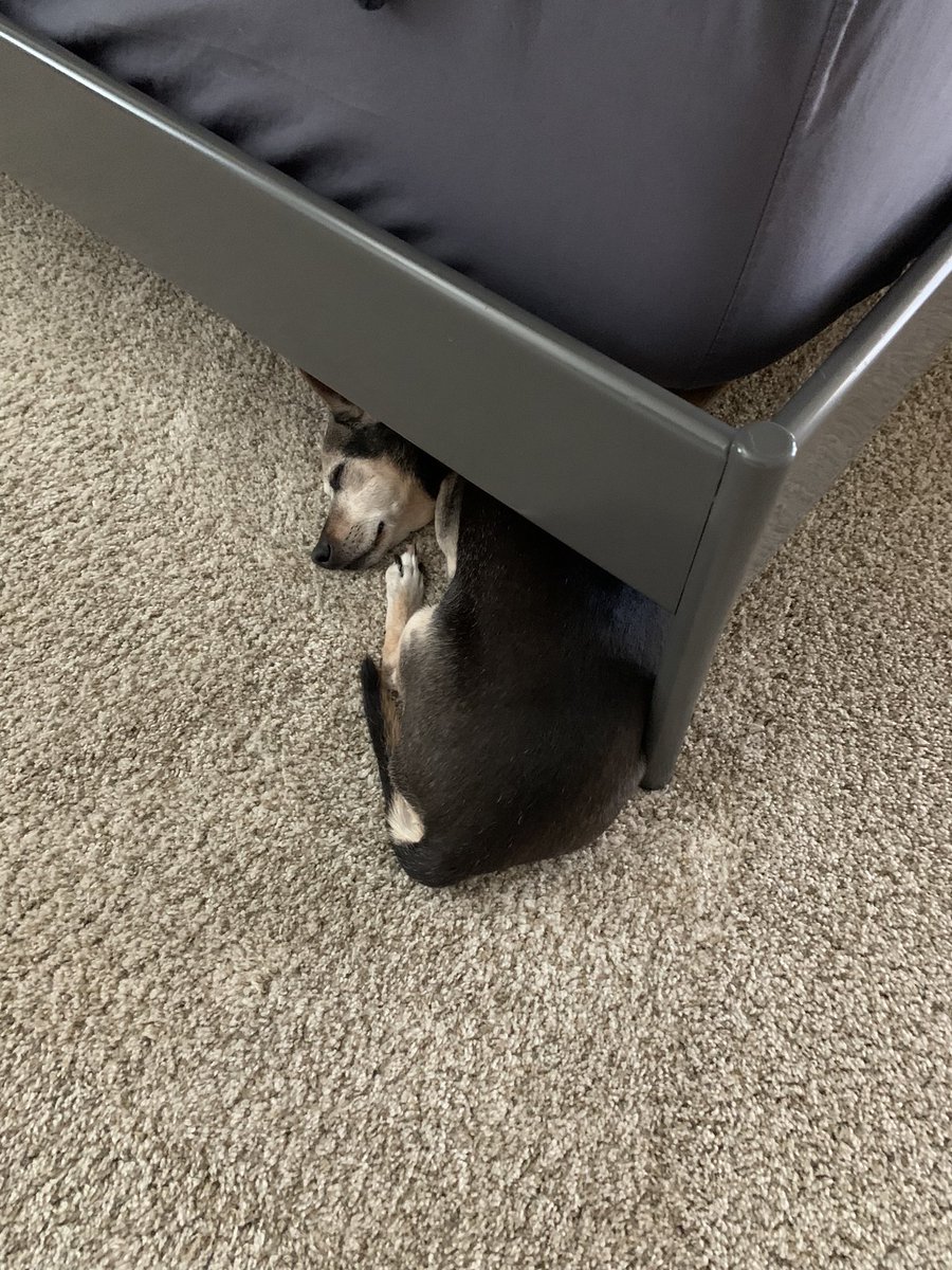 a small dog sleeping, sticking out from underneath the corner of a bed frame