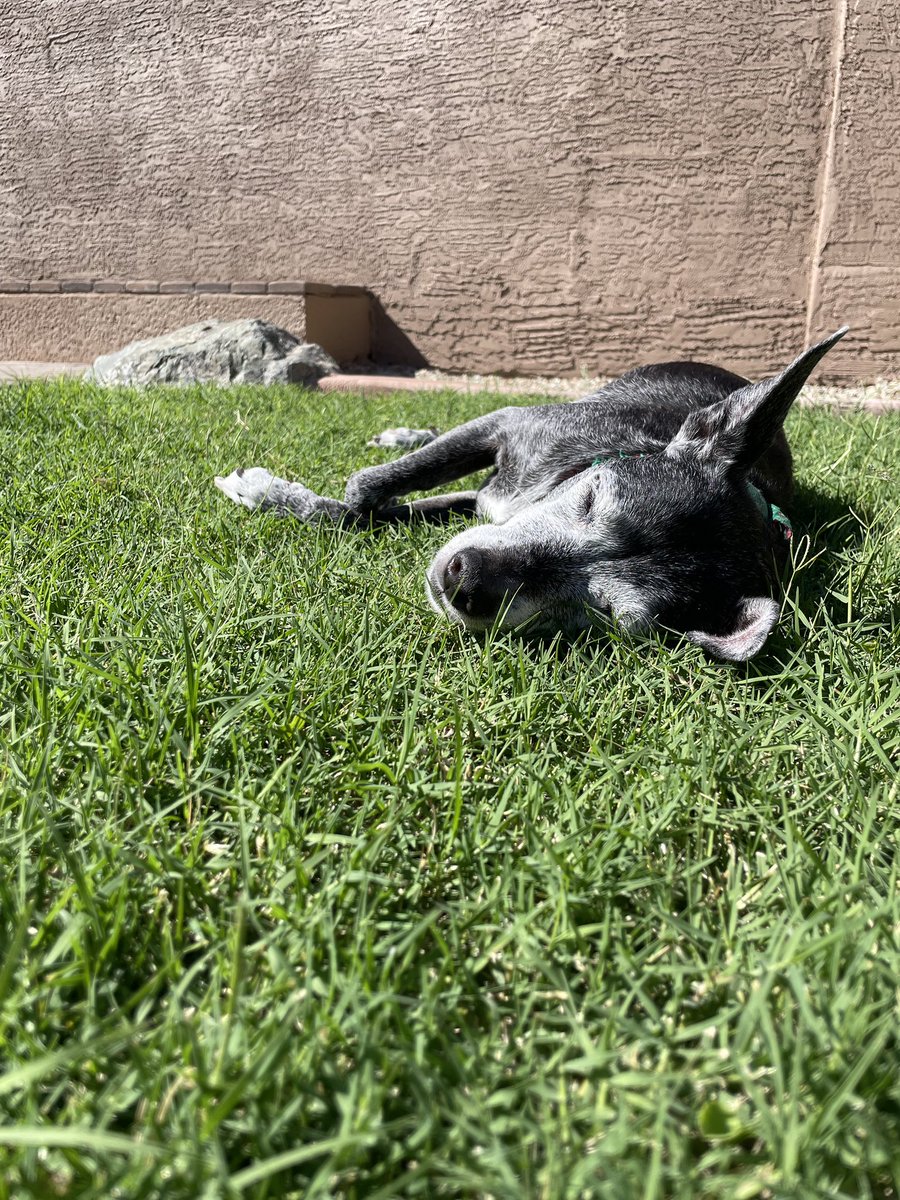 a dog sleeping in the grass