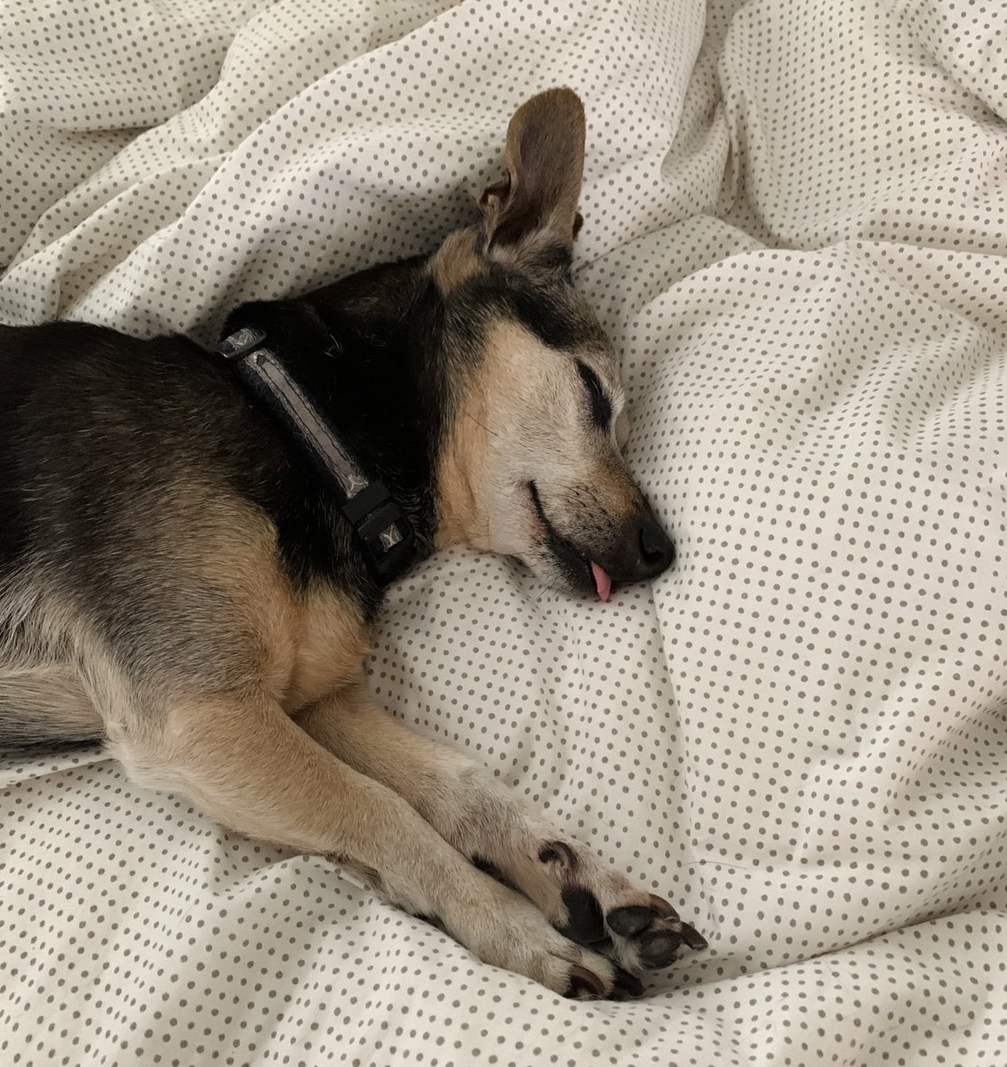 little sleeping pup with his tongue sticking out