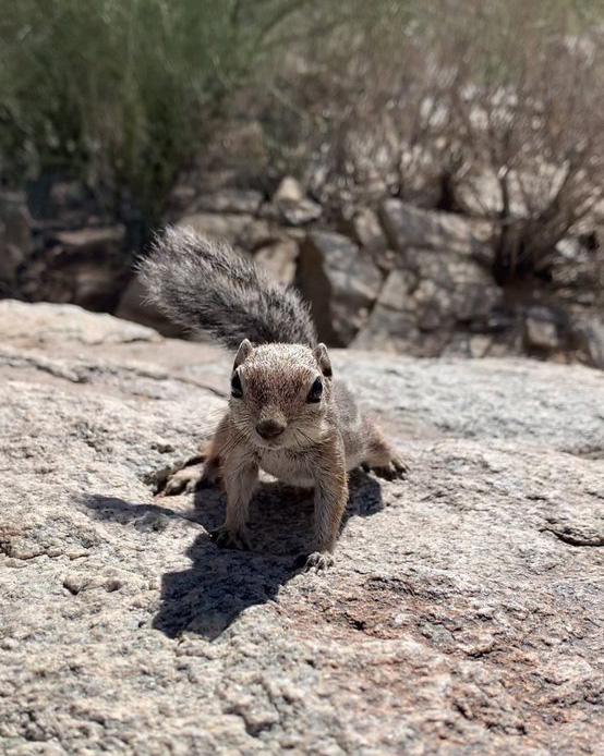 a little antelope squirrel on a rock