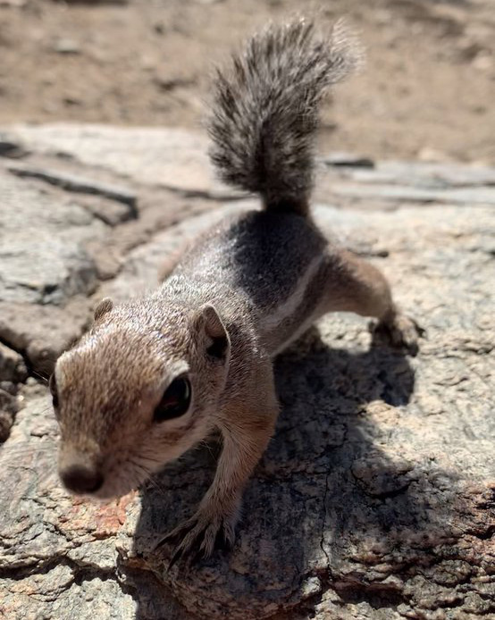 antelope squirrel stretching to inspect my camera