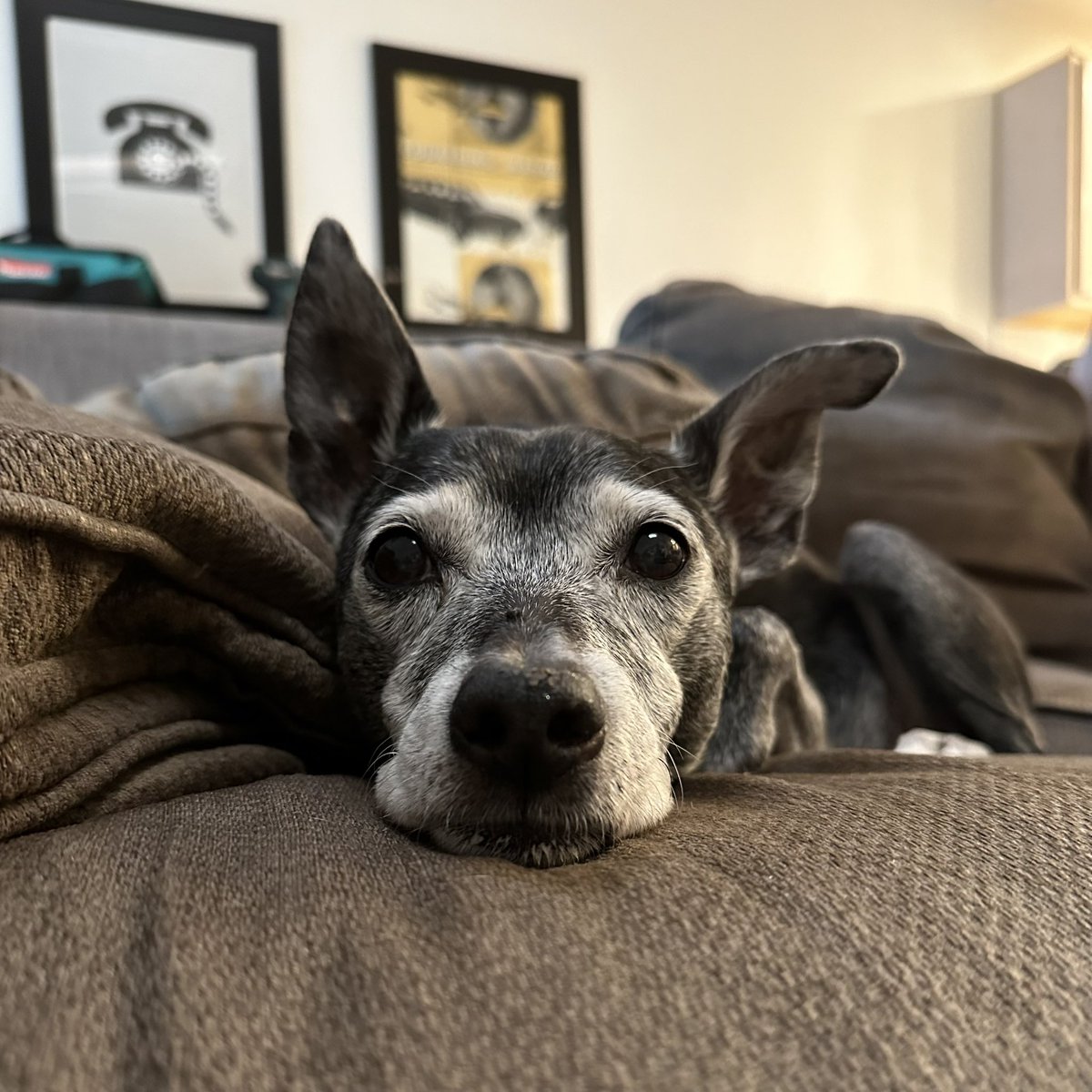 a black dog with big pointy ears and a face greyed with age resting on the couch