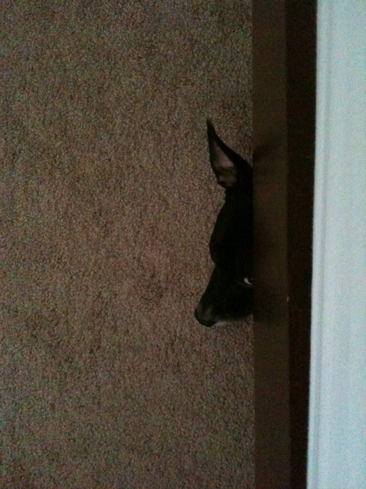 small dog peeking out from under the bed