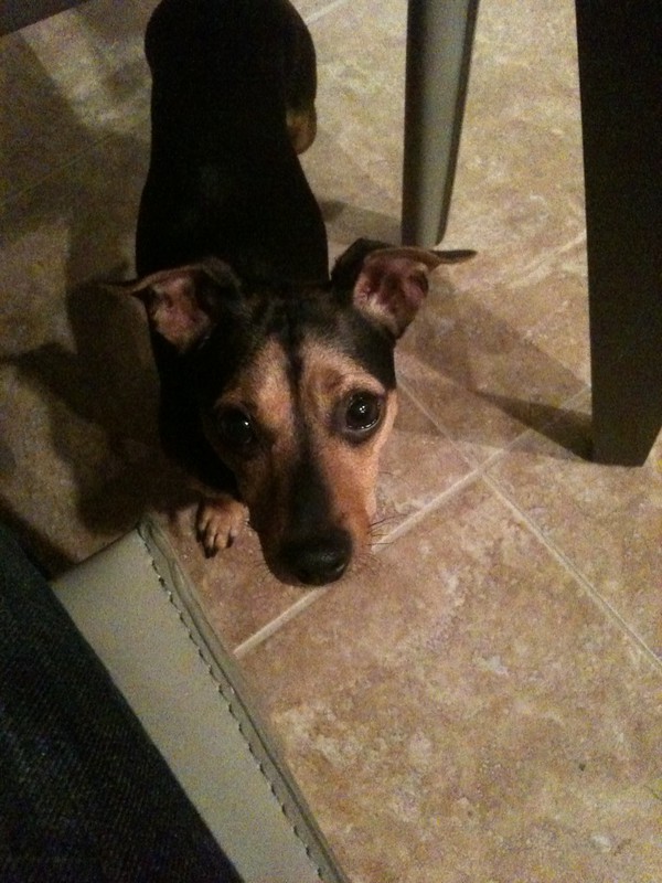 small black and brown dog under a table