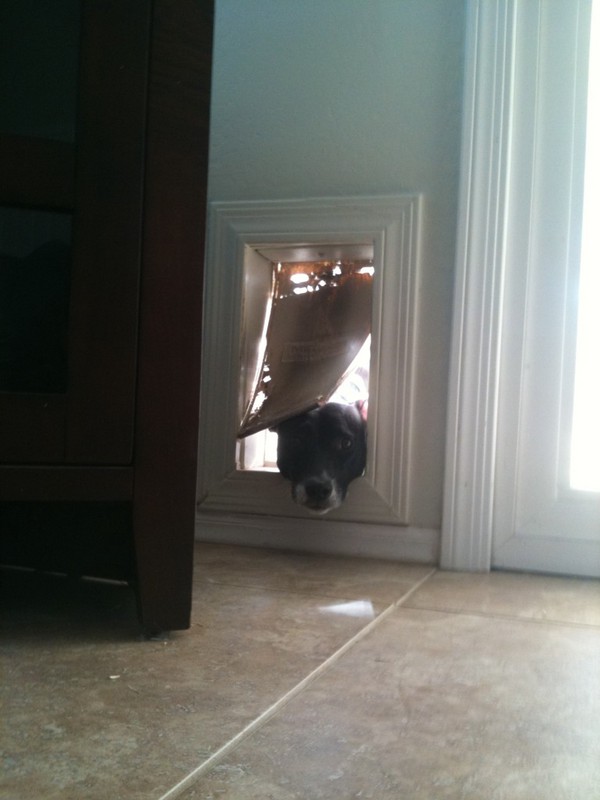 little black dog poking her head inside through the dog door