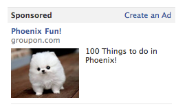 100 things to do in Phoenix with a picture of tiny fluffy dog