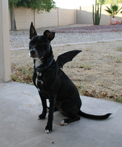 black dog wearing bat wings