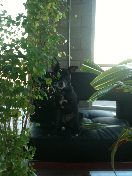 black dog sitting on a couch behind a plant