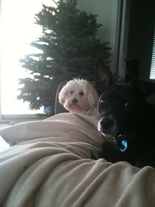 Boomer, a black dog, and Otis, a white dog