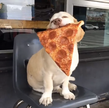 happy dog holding a slice of pizza in his mouth