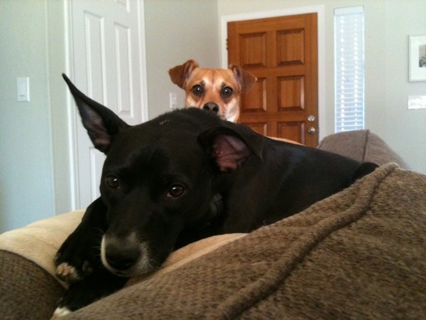 Boomer, a black dog, and George, a tan dog